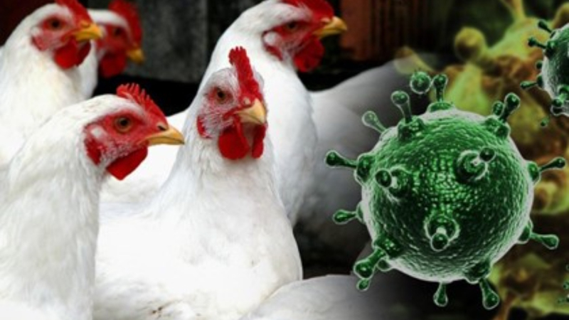 Информация о высокопатогенном гриппе птиц (ВГП)  и методах его профилактики.